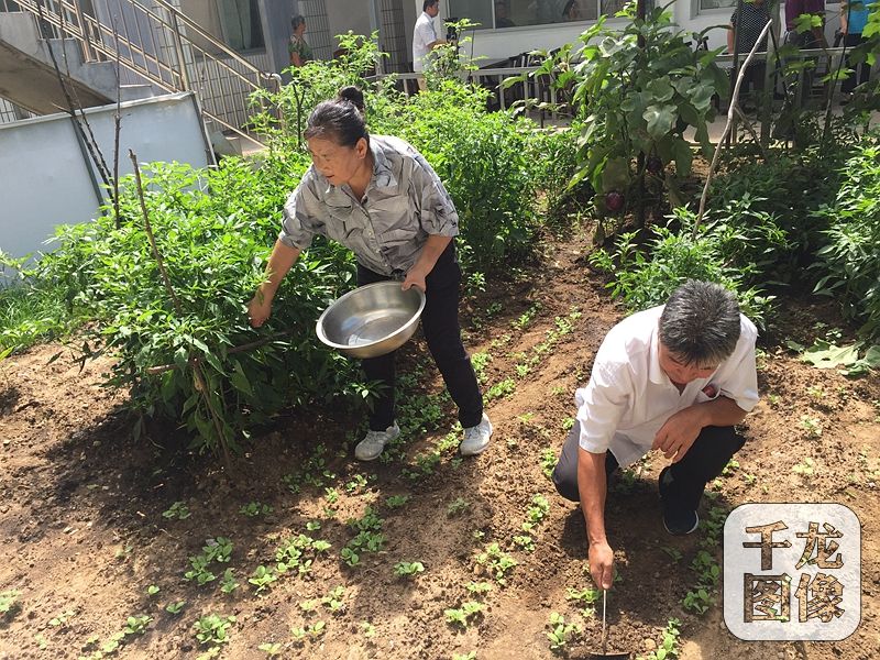 農家院的主人是57歲的村民吳賀云，三年前還是低收入戶的她，如今靠著自己的農家院和一桌桌美味的“栗子宴”，年收入達十七八萬，日子過得十分紅火。圖為吳賀云和家人在拾掇農家院里的小菜園。千龍網記者 薄晨棣攝