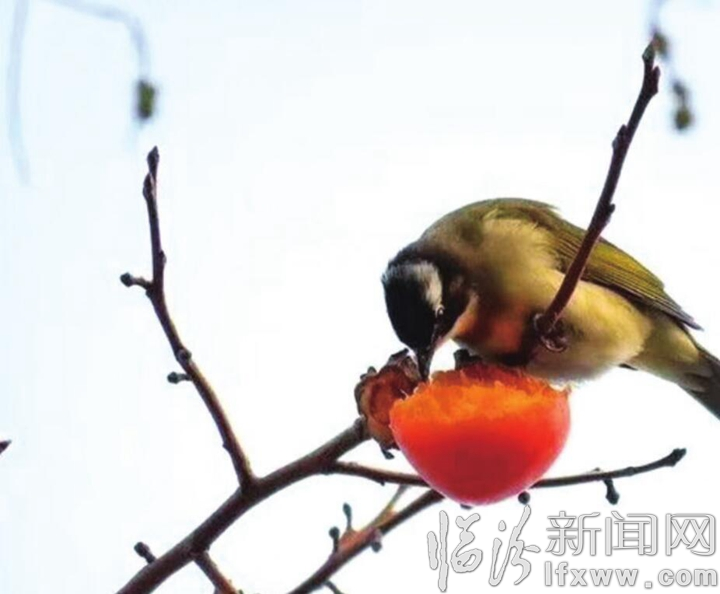 【詩歌】喜鵲鬧春