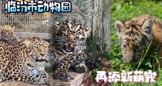 約嗎？臨汾市動物園“上新”小可愛~