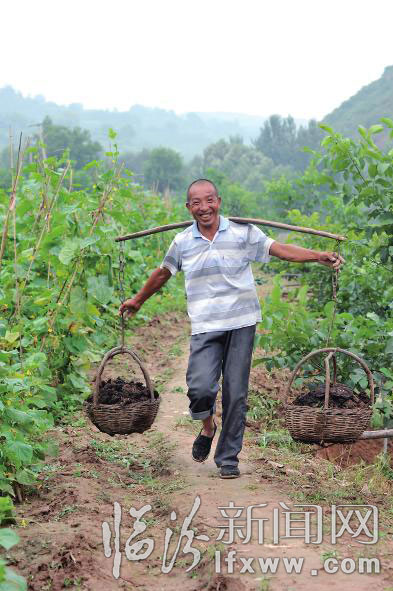 農(nóng)民把生態(tài)肥運往菜園。 