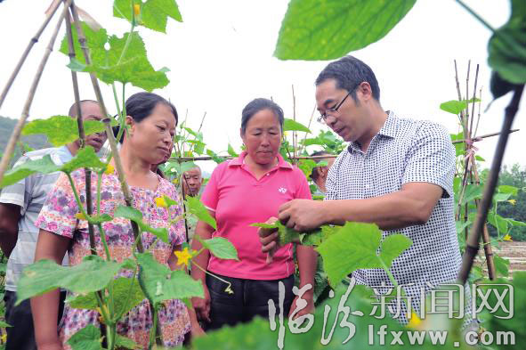 農(nóng)業(yè)技術(shù)人員給菜農(nóng)講解蔬菜的病蟲防治。 