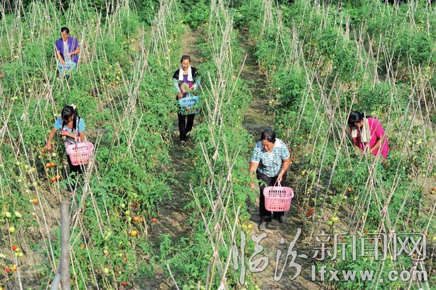 菜農(nóng)在采摘。 