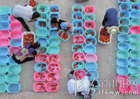 菜農(nóng)分裝蔬菜。