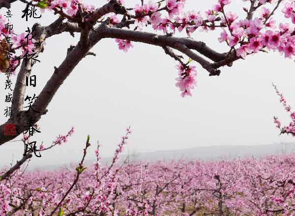 桃花依舊笑春風 