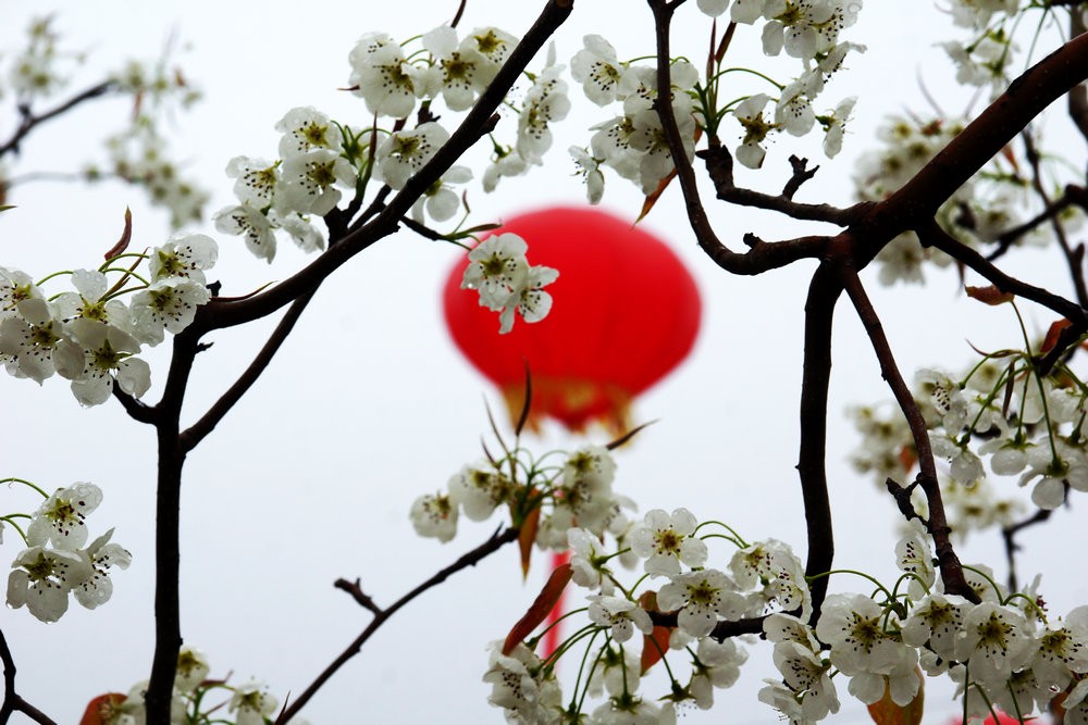 春風撲面來 萬樹梨花開——隰縣梨花節剪影