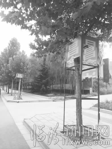 臨汾市區(qū)濱河路:兩棵小樹被廣告牌“附體”