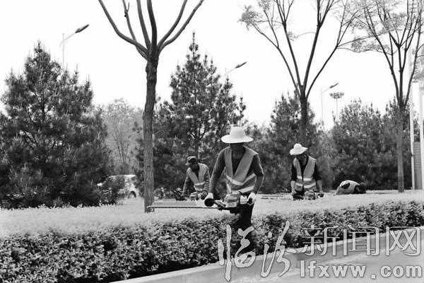 臨汾市園林局的工人師傅們?cè)跒I河西路對(duì)綠化帶的苗木進(jìn)行修整